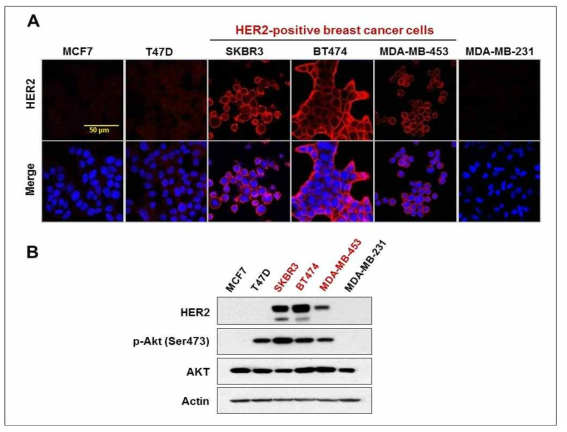 A. 다양한 유방암세포주들에서 HER2의 발현양상. B. HER2, phospho-Akt (Ser473) 및 total-Akt의 발현량을 WB으로 분석