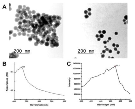 TEM 사진 (왼쪽: 실리카 나노입자, 오른쪽: 압타머로 표지된 나노입자), UV-VIS 흡수 스펙트럼과 excitation spectrum