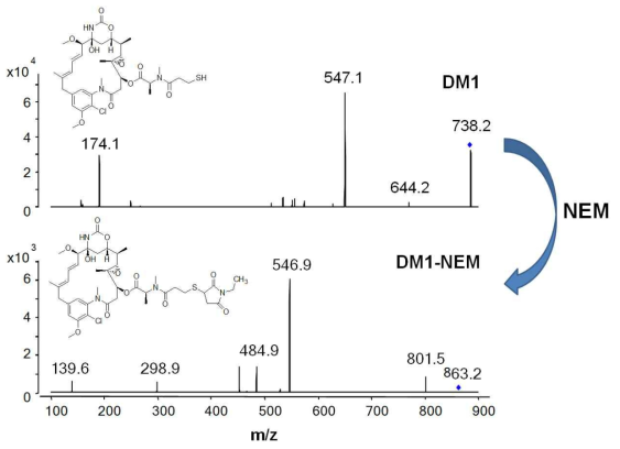 DM1 및 DM1의 NEM 유도체의 MS/MS spectrum