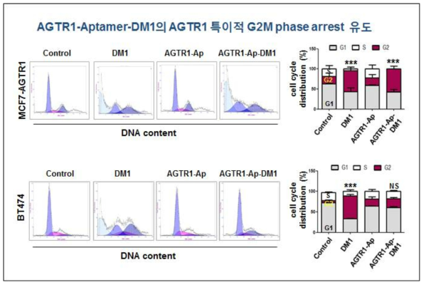 세포주기분석 (Cell cycle analysis). AGTR1 과발현 유방암 MCF7-AGTR1 세포주 및 AGTR1 음성 BT474 세포주에, DMSO (대조군), free-DM1, AGTR1-Aptamer, AGTR1-Aptamer-DM1을 각각 10 nM의 농도로 48시간 처리한 후, 세포주기를 분석하였음. Flow cytometry를 이용하여 G1, S, G2/M phase를 분석한 histogram을 오른쪽에 표기하였으며 각 세포의주기를 정량화한 그래프를 좌측에 나타내었음. (G1기: gray, S기: white, G2/M기: red area). 유의성은 G2/M기만 표기하였음 (***p<0.001; control vs treatment groups, NS; not significant)