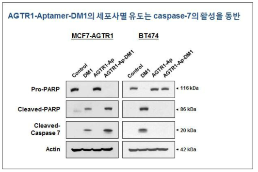 세포생존 및 사멸과 관련된 인자들의 발현 측정: AGTR1 과발현 유방암 MCF7-AGTR1 세포주 및 AGTR1 음성 BT474 세포주에, DMSO (대조군), free-DM1, AGTR1-Aptamer, AGTR1-Aptamer-DM1을 각각 10 nM의 농도로 48시간 처리한 후, Pro-PARP, cleaved-PARP, cleaved-caspase 7 및 Actin (loading control)의 발현을 WB 기법으로 측정