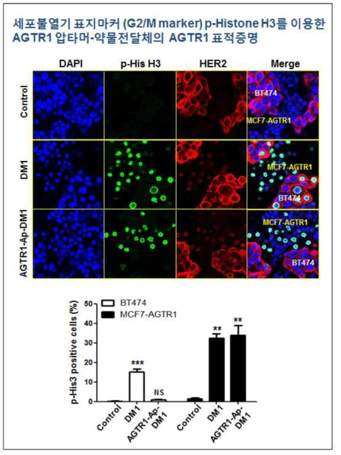AGTR1 음성 및 양성 세포주의 co-culture system을 이용한 AGTR1-압타머 약물전달체의 AGTR1의 표적능 증명. MCF7-AGTR1과 AGTR1 음성 BT474 세포주를 1:1 비율로 Co-Culture하여, AGTR1-Aptamer-DM1 10 nM 을 24시간 처리한 후, phospho-Histone H3와 HER2를 함께 ICC기법으로 염색. MCF7세포주는 HER2 음성이며, BT474 세포주는 HER2 양성으로 HER2 antibody는 두 세포주를 구분하기 위한 표지자로 사용하였음. 3번 이상 독립적인 반복 실험을 통하여, p-His3 가 검출된 세포의 수를 정량화 하여 유의성을 검증함 (**, p<0,01, NS: not significant)