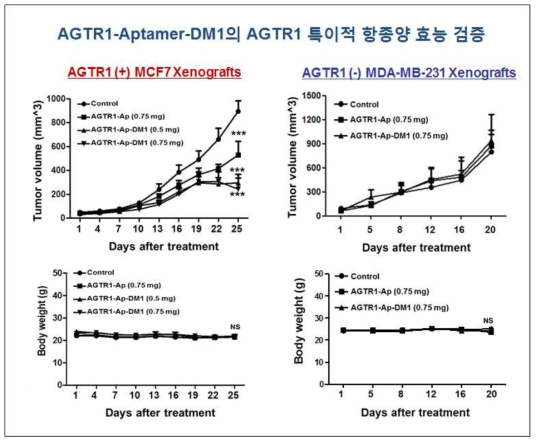 MCF7-AGTR1 및 MDA-MB-231 Xenografts 동물모델에서 AGTR1 표적치료제 투여기간 동안 Tumor growth 및 Body weight 측정. MCF7-AGTR1 및 MDA-MB-231 세포주 이식 후, 주기적으로 Tumor volume 측정