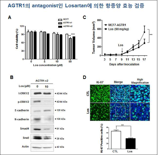 AGTR1의 antagonist인 Losartan에 의한 항종양 효능 A. AGTR1이 과발현된 MCF7-AGTR1 c1 과 c2 세포주 및 Parental-MCF7 세포주에서 losartan (0-50 μM)을 48시간 동안 처리한 후, 세포 생존율 측정. BMCF7-AGTR1 c1 세포에서 losartan (10 μM)을 6일간 처리 후, ERK, phospho-ERK, E-cadherin, N-cadherin, Smad4, Sanil의 발현을 WB으로 측정. C. MCF7-AGTR1 xenografts에서 Losartan (90 mg/kg, body weight) 처리에 따른 종양 크기의 비교. (Two-Way ANOVA로 유의성 검증. MCF7-AGTR1, Control group vs Losartan treatment group, **, p<0.01, n=10), D. Ki-67의 발현을 조직면역화학법으로 검증 (p<0.001)