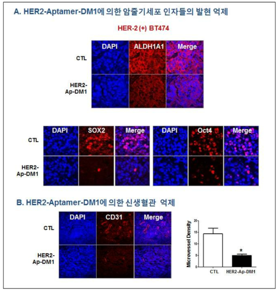 BT474 Xenografts에서 HER2-aptamer-DM1에 의한 ALDH1A1, Sox2, Oct4 발현 억제 및 신생혈관 생성 억제. A. BT474 Xenografts에서 대조군 및 HER2 압타머-약물전달체 (1 mg/kg) 처리군에서 ALDH1A1, Sox2 및 Oct4 발현 측정 (IHC/IF). B. 미세혈관밀도 (microvessel density, MVD)를 혈관내피세포 표지자인 CD31로 검증. 두 그룹간의 유의성은 Student’s T test로 검증하였음 *, p<0.05