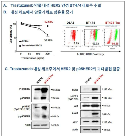 Trastuzumab-resistant BT474-Tra 세포주의 수립 A. Parental-BT474 및 BT474-Tra 세포주에 Trastuzumab을 48시간 동안 0-200 ug/ml의 농도로 처리한 후, 세포생존률 측정 B. ALDEFLUOR positivity로 암줄기세포율 측정. C. BT474와 BT474-Tra 세포주간의 HER2, p95HER2, p-HER2, p-p95HER2, HER3, p-HER3 및 total-AKT, p-AKT, PARP의 발현을 WB으로 조사