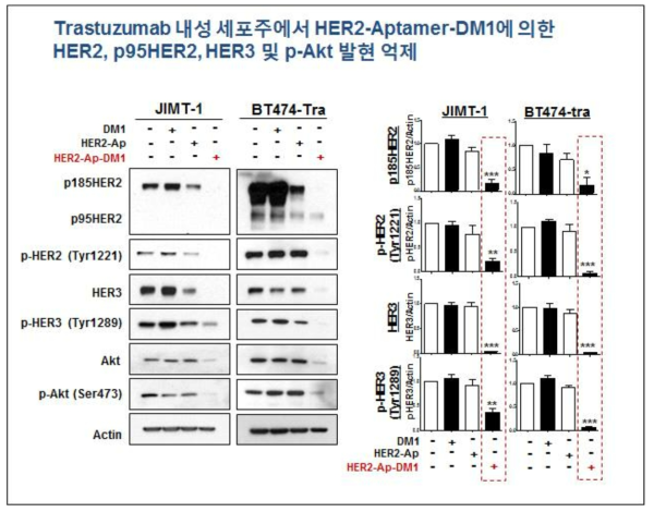 Trastuzumab 내성 세포주에서 HER2 압타머-약물전달체에 의한 HER2/p95HER2/p-HER2, HER3/p-HER3, p-AKT 발현 감소. Trastuzumab-resistant BT474 및 내성 JIMT-1 세포주에서, DMSO (대조군), free-DM1, HER2-Aptamer, HER2-Aptamer-DM1을 각각 10 nM의 농도로 72시간 처리한 후, HER2, p95HER2, p-HER2, p-p95HER2, HER3, p-HER3 및 total-AKT, p-AKT의 발현을 WB으로 조사. 단백질 발현 정량값의 유의성은 One-Way ANOVA로 검증. control vs HER2-aptamer-DM1 treatment group, *, p<0.05