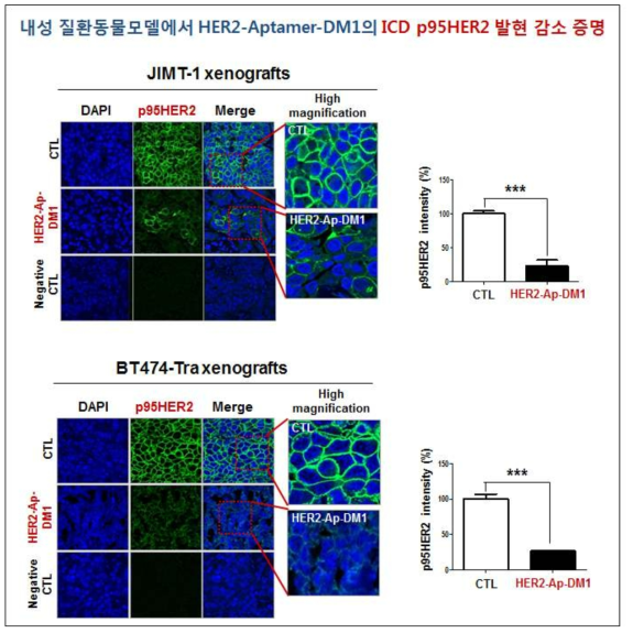 BT474-Tra 및 JIMT-1 Xenografts에서 HER2-aptamer-DM1의 ICD HER2의 발현 감소 증명. BT474-Tra 및 JIMT-1 Xenografts에서 대조군 및 HER2 압타머-약물전달체 처리군에서 ICD HER2 발현을 4B5 ICD HER2 antibody로 측정 (green fluorescence). Normal IgG를 Negative control로 사용 하였음. 두 그룹간의 유의성은 Student’s T test로 검증하였음. Control group vs HER2-aptamer-DM1 treatment group, ***, p<0.001