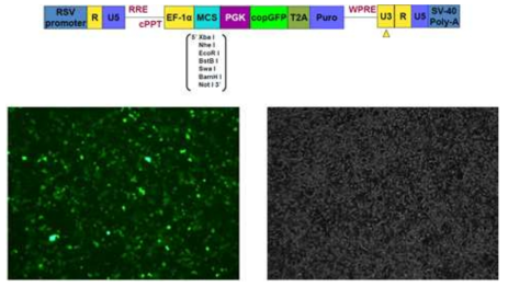 Lenti virus construction과 GFP-tagged AGTR1의 발현확인 (좌: 형광, 우: 현미경)