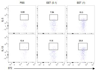 EET 처리후 폐조직에서 IL-5와 IL-13을 분비하는 ILC2의 관찰