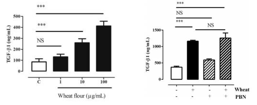 밀가루를 호중구 유무에 따라 기도상피세포에 처리했을 때, TGF-β1 의 생성량