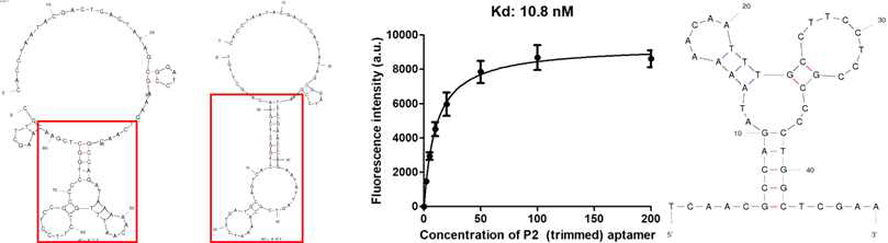 P2 와 P5압타머의 2차 구조 및 최적화된 P2서열의 결합 해리도