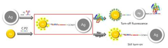 최적화된 P2와 그 상보 서열을 이용한 형광 신호 세기 감소 기반 센서 모식도
