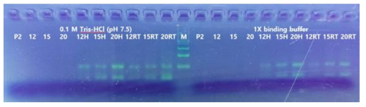 P2 압타머와 그 상보서열 간의 hybridization 확인