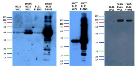 각 균주 유래 나노소포 Western Blot 결과