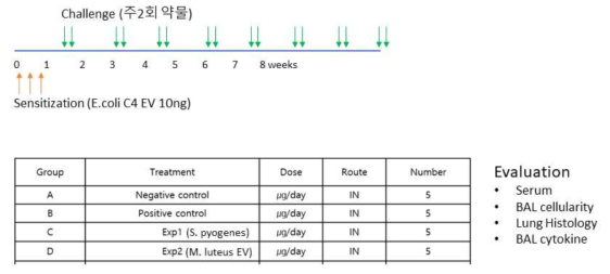 M. luteus 나노소포 in vivo 장기 독성평가 프로토콜