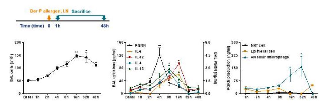 집먼지진드기 추출물 감작에 따른 시간대별 기도염증 변화 및 progranulin 생성 능력 비교