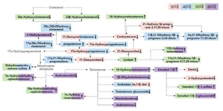 Steroid hormone biosynthesis pathway