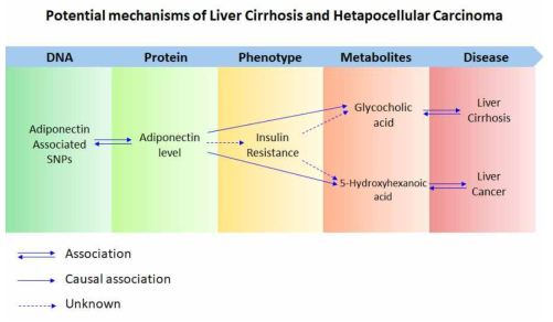 아디포넥틴과 간암 및 간경변 대사체 인과적 관련성의 관련 메커니즘