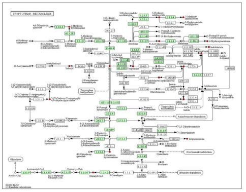 KEGG에서의 트립토판 대사경로 (Tryptophan metabolism pathway)