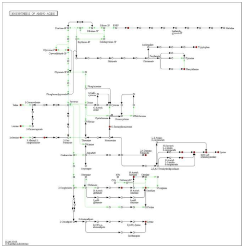 아미노산 생합성 경로 (Biosynthesis of amino acids pathway)