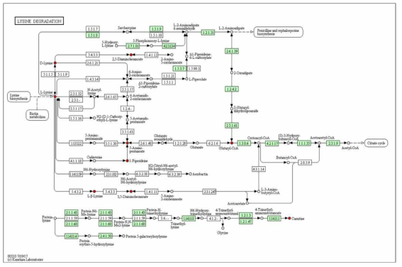 라이신 분해경로 (Lysine degradation pathway)