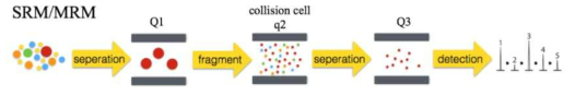 single/multiple reaction monitering (SRM/MRM) 방법