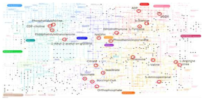 NDM과 DM과의 Kyoto Encyclopedia of Genes and Genomes (KEGG) pathway mapping