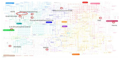 BDM과 DM과의 Kyoto Encyclopedia of Genes and Genomes (KEGG) pathway mapping