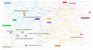 BDM과 DM과의 Kyoto Encyclopedia of Genes and Genomes (KEGG) pathway mapping