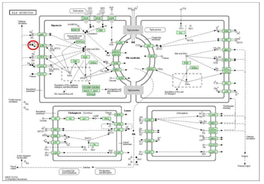 Bile Secretion pathway에 위치한 Bilirubin