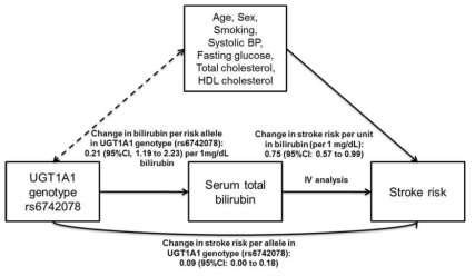 Mendelian randomization of bilirubin level and stroke risk from the KCPS-II Biobank