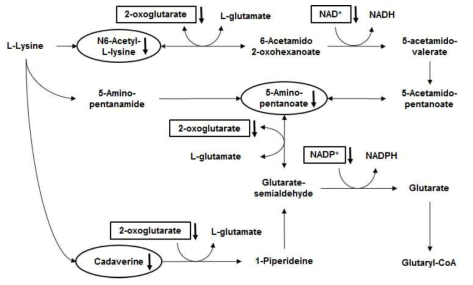 KEGG(타원)와 Mummichog(직사각형)의 Lysine degradation pathway