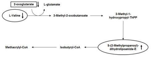 KEGG(타원)와 Mummichog(직사각형)의 Valine degradation pathway