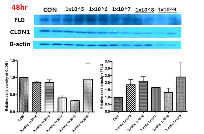 S.mitis 투여를 통한 장 점막 장벽단백질의 발현량 비교