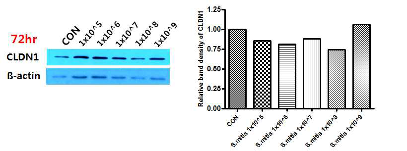 S.mitis 투여를 통한 장내 CLDN1의 발현량 비교