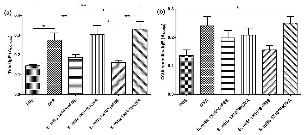 S.mitis 투여를 통한 혈청 내 총 IgE 및 OVA-specific IgE 농도 비교