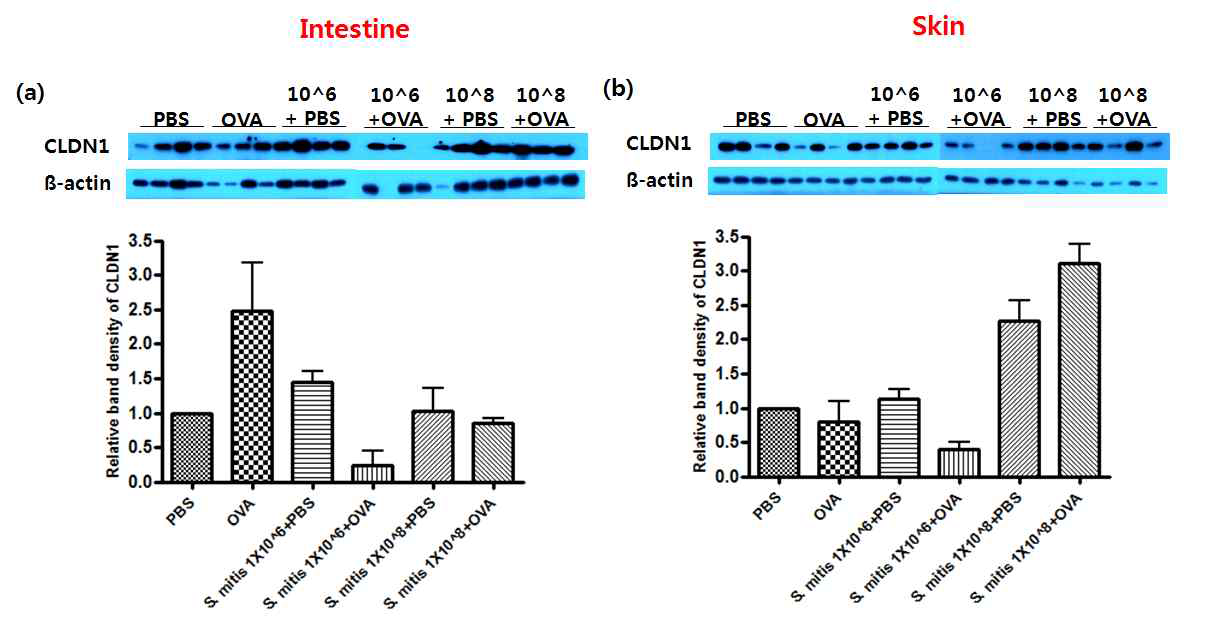 장 및 피부 조직 내 장벽단백질 CLDN1의 발현량 비교