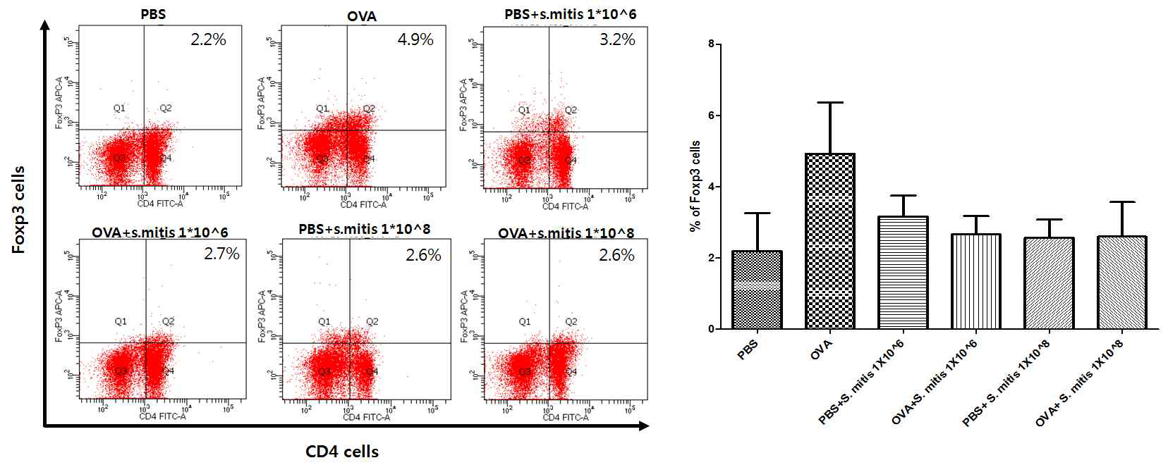 S.mitis 투여를 통한 장내 CD4+Foxp3+cells 비교