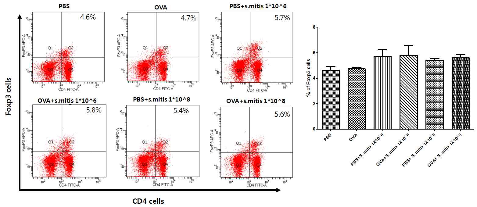 S.mitis 투여를 통한 피부내 CD4+Foxp3+cells 비교