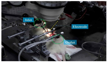 Inlet, outlet 통해 척수에 Kreb′s solution을 관류하면서 electrode를 삽입하여 신경세포 활동을 실시간 기록