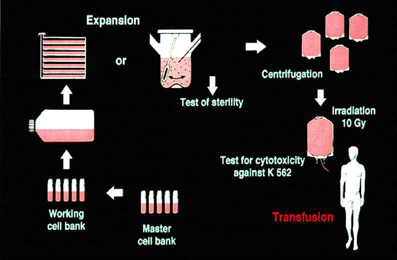 NK 세포주 임상 시료 제조 공정 모식도 (Tonn T et al. J Hematol Stem Cell Res. 10 (2001) 535)