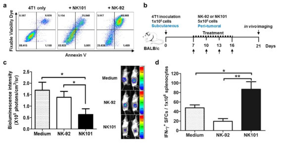 NK101 과 NK-92 의 in vivo 항암 효능 비교