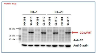 SL-K10 도입유전자 유래 단백질 발현 확인 (Western Blotting)