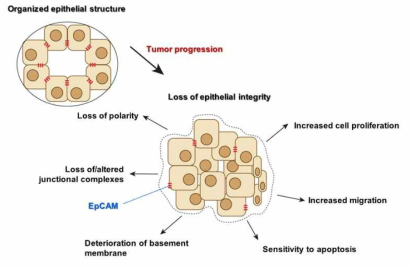 정상 및 암 조직에서의 EpCAM 단백질 분포