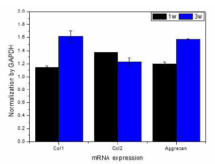 시간에 따른 mRNA 측정 결과