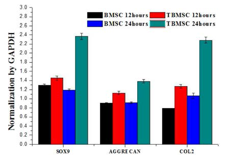 하이드로겔에서 BMSC 및 TBMSC에서 연골 특이적 유전자 발현 관찰