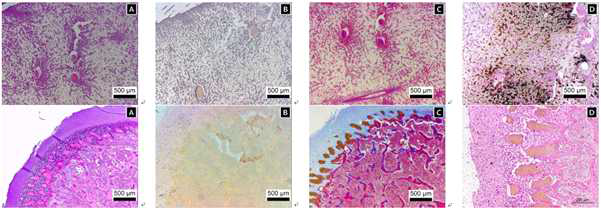 오골계 뼈의 콜라겐 type I, 총 콜라겐 함량 그리고 멜라닌 함량을 확인하기 위한 조직염색 ((a) H&E, (b) Anti-Collagen I antibody (ab34710), (c) Masson’s Trichrome 그리고 (d) Fontana-Masson)