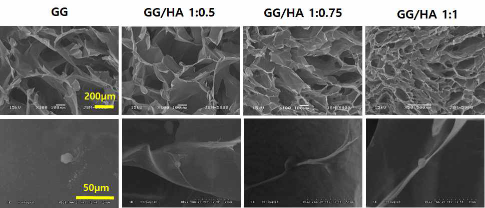 SEM 이미지; GG/HA 함량별 하이드로겔의 다공 및 hBMSC 증식 관찰