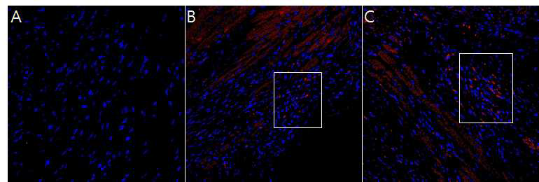 심장허혈모델에 intracardiac route로 CMSCs와 UC-MSCs 줄기세포 주입 2주 후 줄기세포 분포. A. Control. B. CMSCs 주입군. C. UC-MSCs 주입군